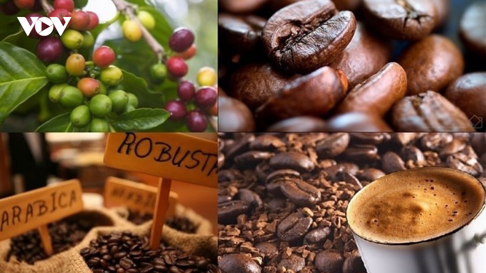 Giá cà phê hôm nay 27/11: Cà phê trong nước tăng tiếp 700 đồng/kg