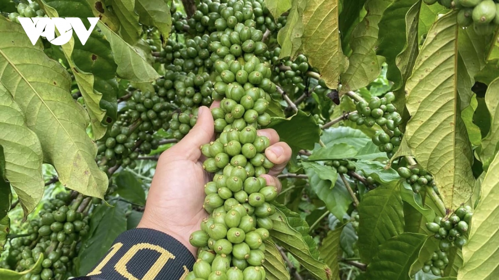 Giá cà phê hôm nay 11/9: Cà phê trong nước ổn định