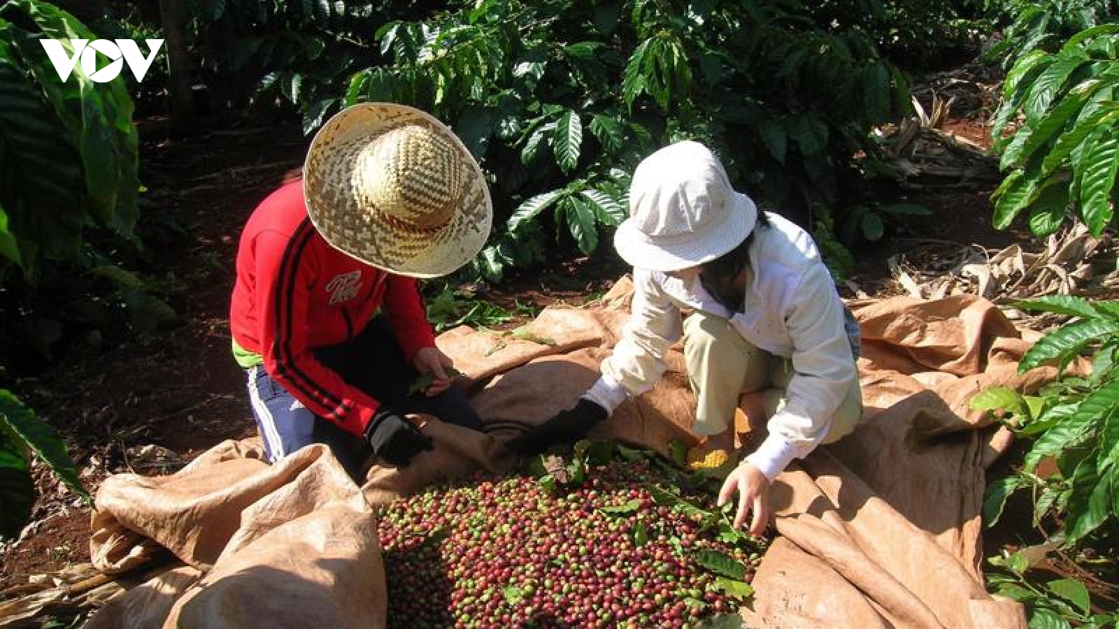 Giá cà phê hôm nay 3/9: Giá cà phê thế giới giảm