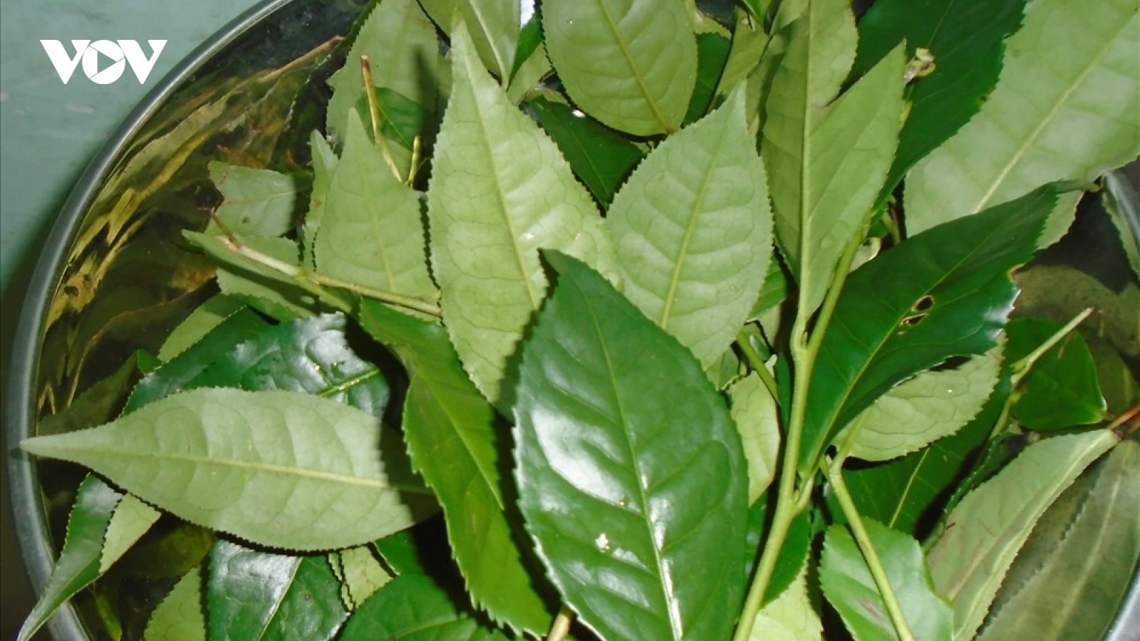 Các bài thuốc trị bệnh từ lá trà xanh