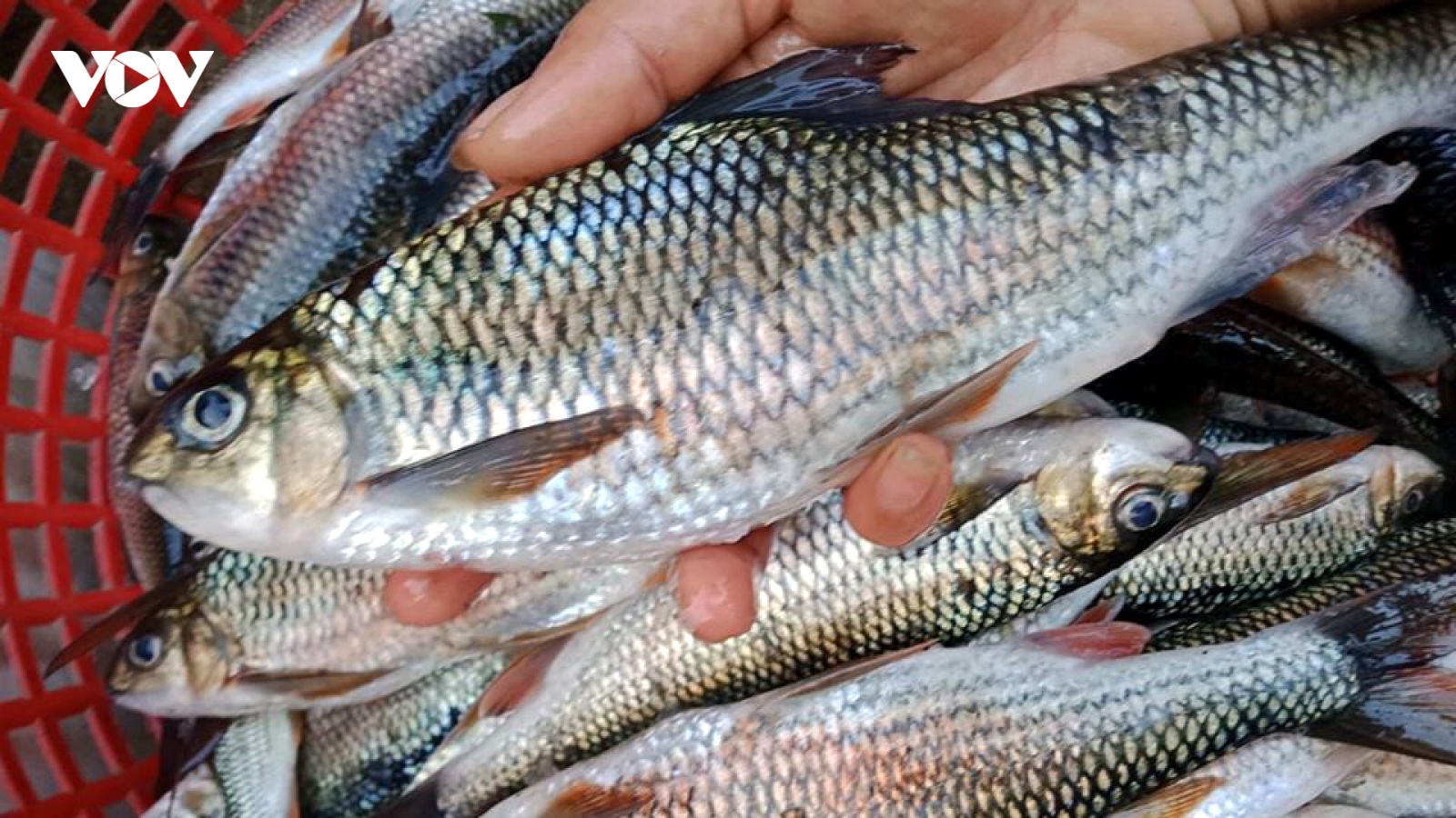 Lộc trời ban ở Nghệ An có giá tới nửa triệu đồng/kg