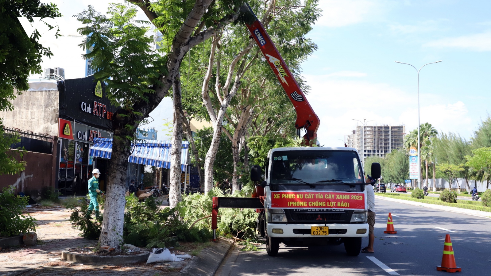 Cắt tỉa cây xanh phòng chống bão, Đà Nẵng không cắt trụi tán lá