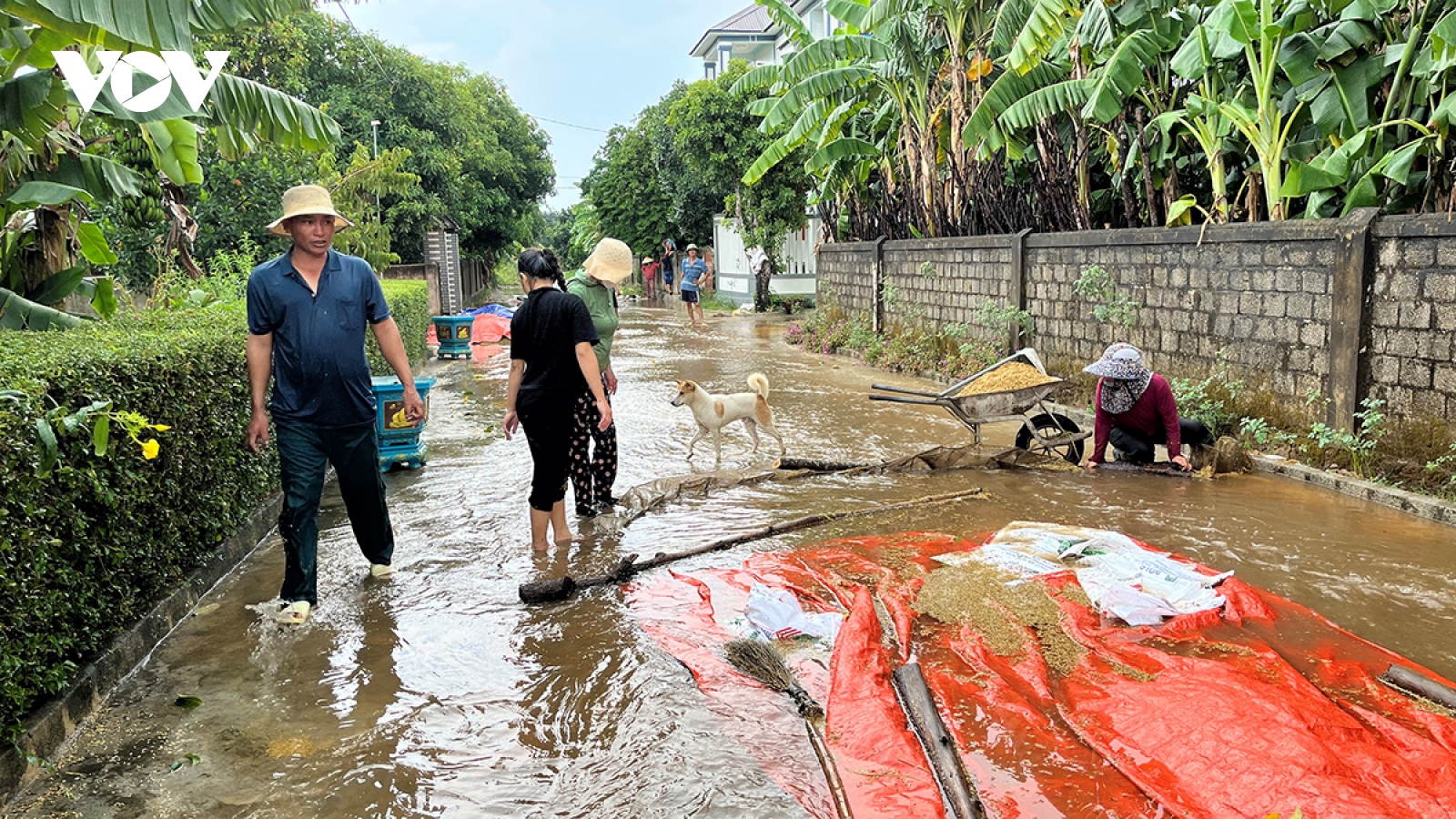 Mưa lớn bất ngờ, nông dân Quảng Bình bất lực nhìn lúa đang phơi bị cuốn trôi