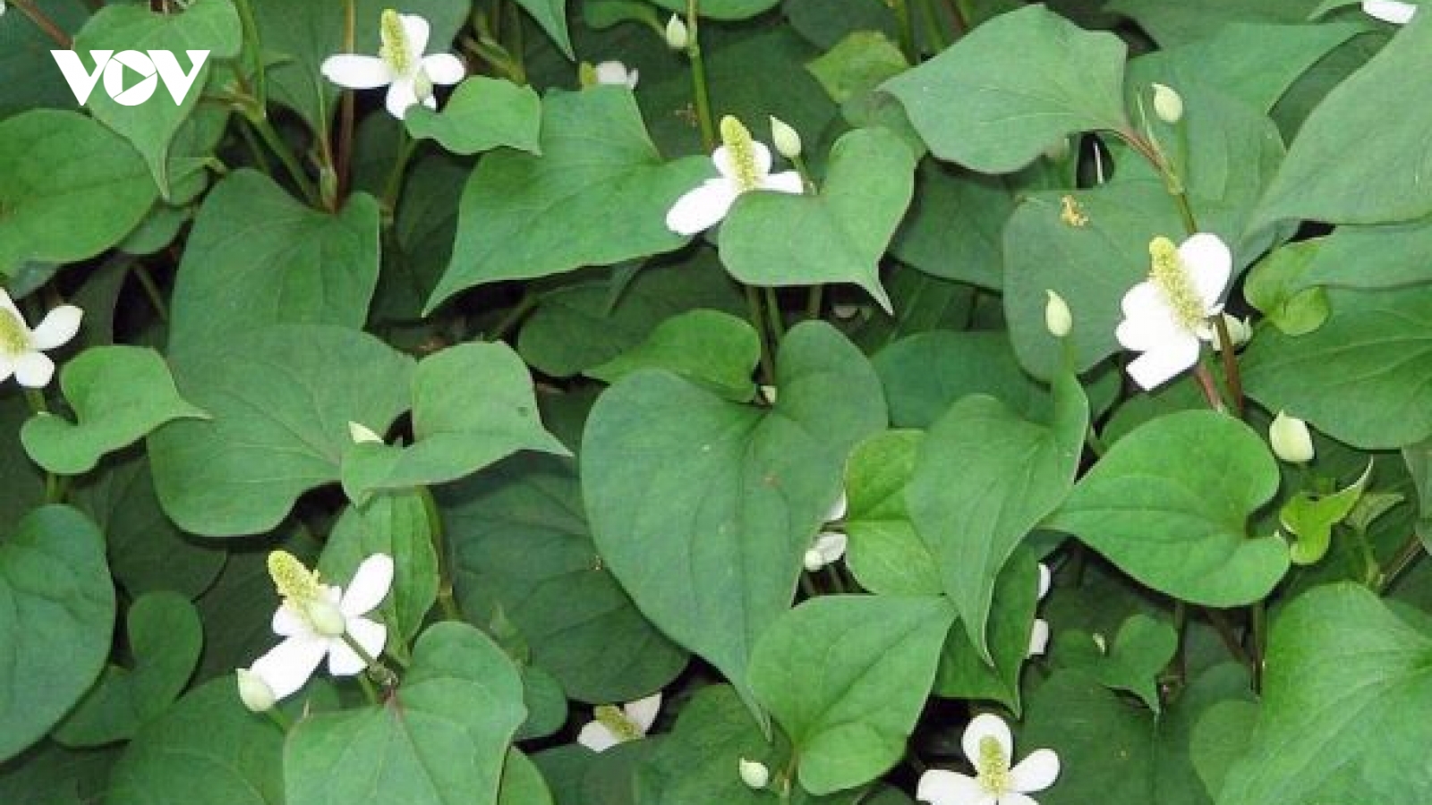 Chữa đau mắt đỏ bằng rau diếp cá
