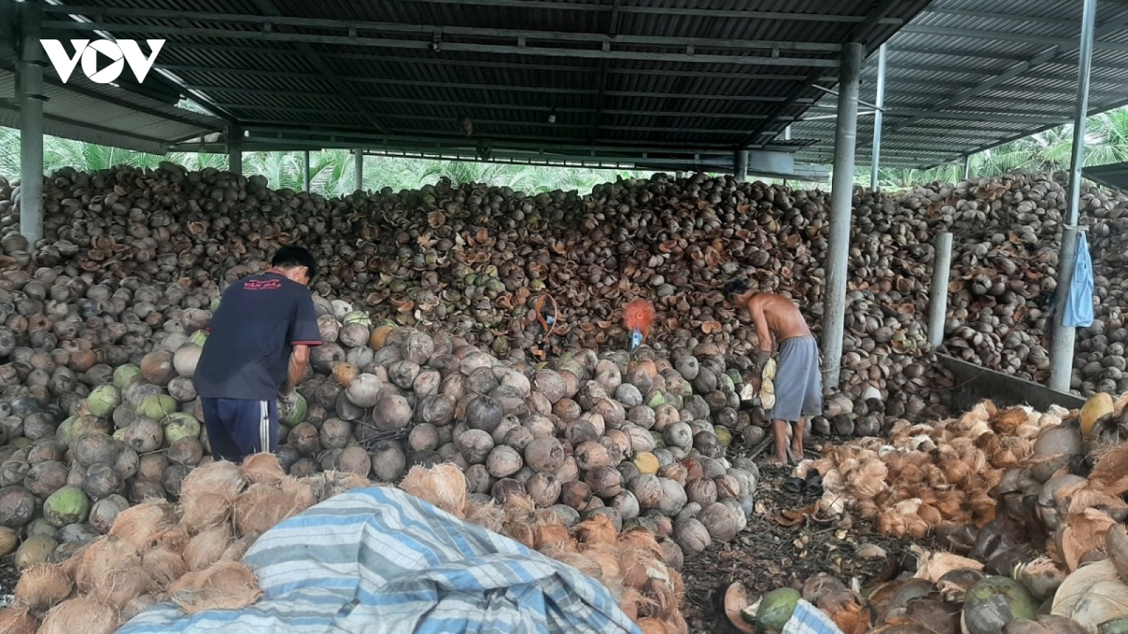 Trái dừa khô tại Tiền Giang, Bến Tre tăng giá, nhà vườn, doanh nghiệp phấn khởi