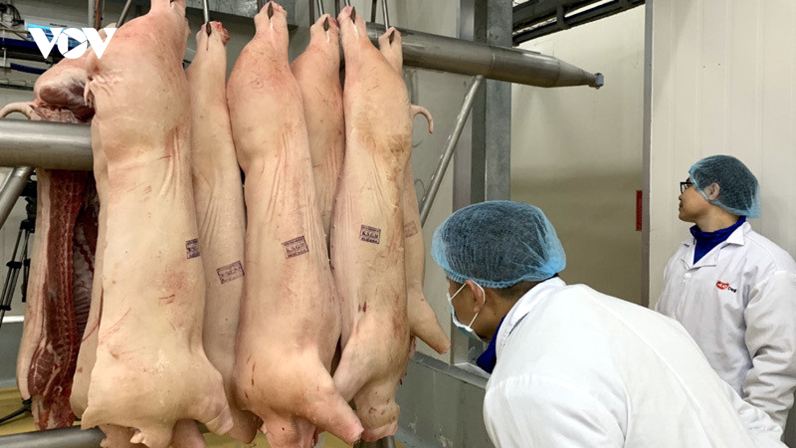 Giá lợn hơi có xu hướng giảm, xuống dưới mốc 60.000 đồng/kg