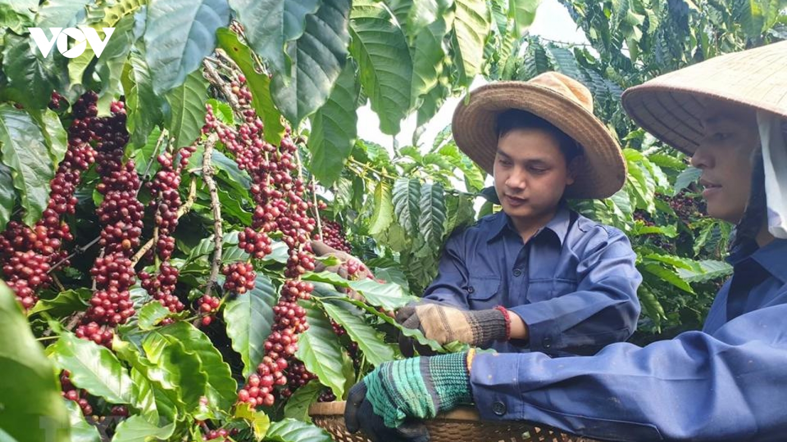 Giá cà phê hôm nay 13/9: Giá cà phê Robusta, Arabica đảo chiều giảm