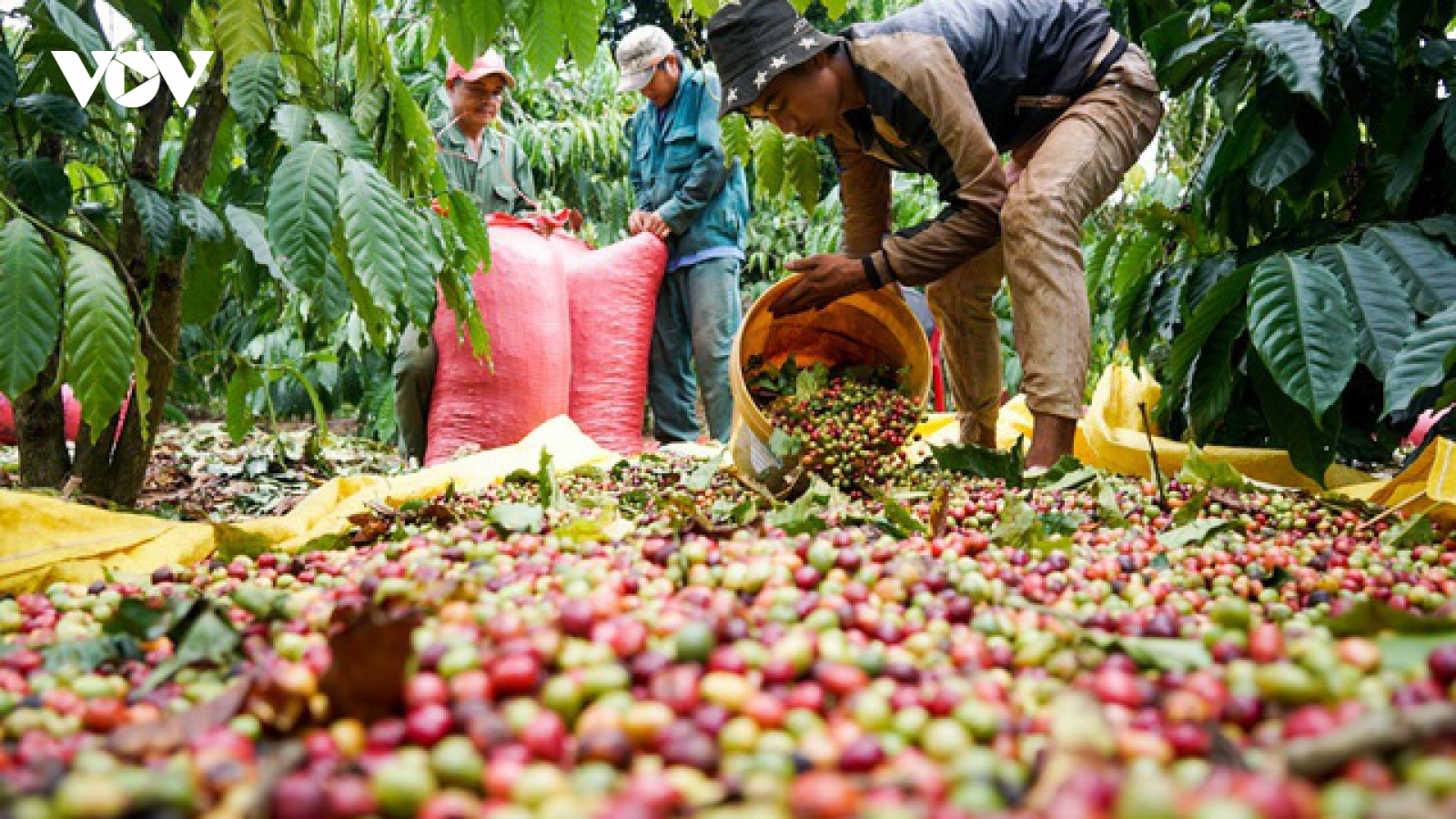 Giá cà phê hôm nay 17/9: Giá cà phê tăng thêm 1.000 đồng/kg