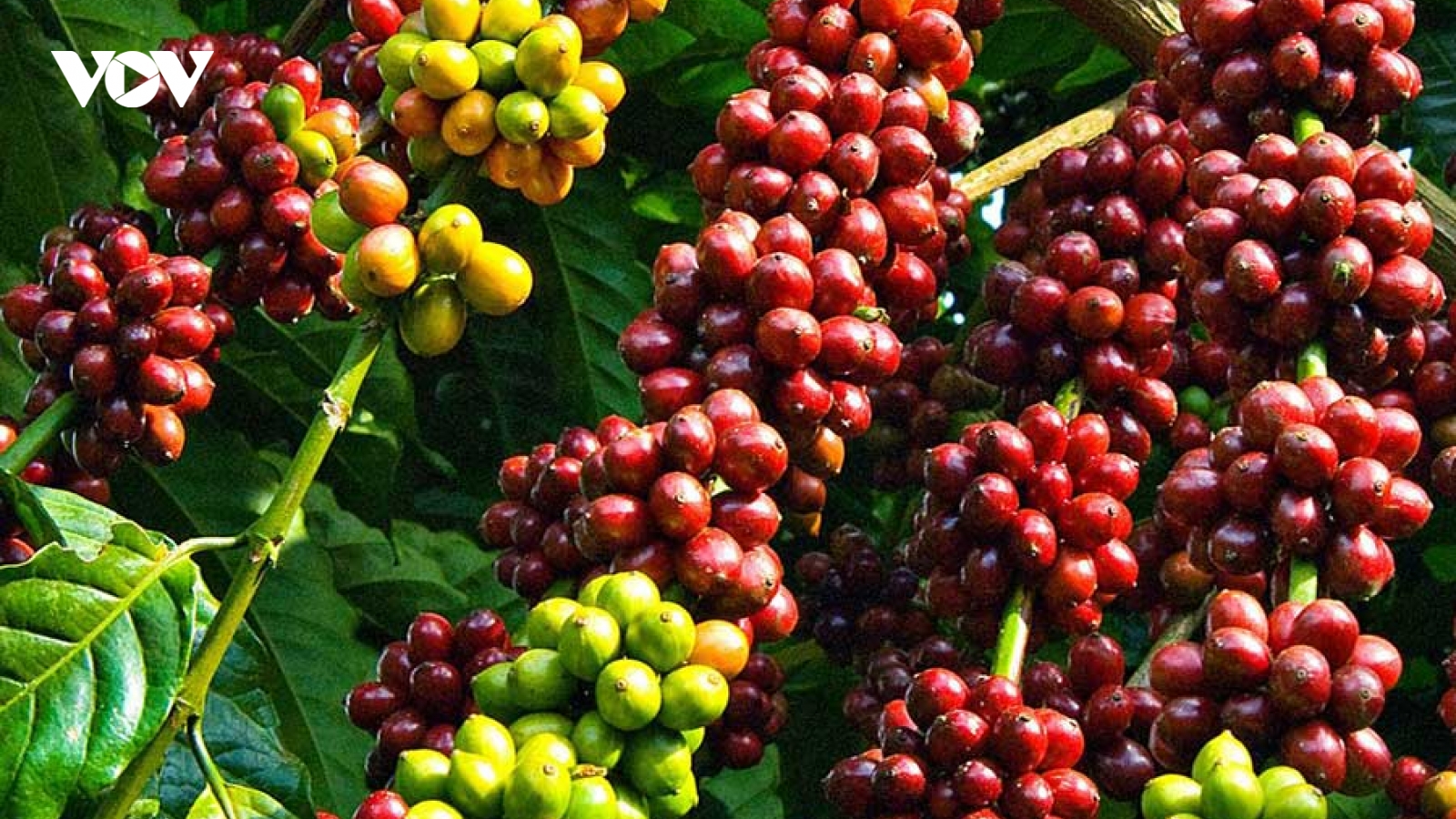 Giá cà phê hôm nay 14/9: Giá cà phê trong nước tiếp tục ổn định