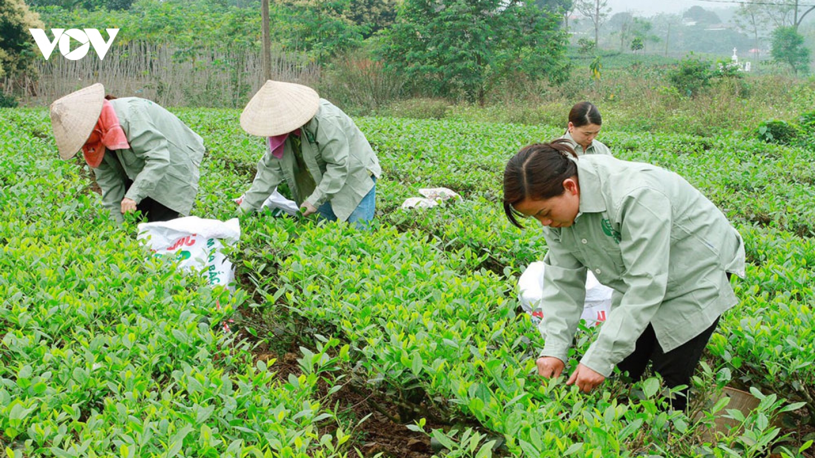 Thái Nguyên nâng cao vai trò hợp tác xã
