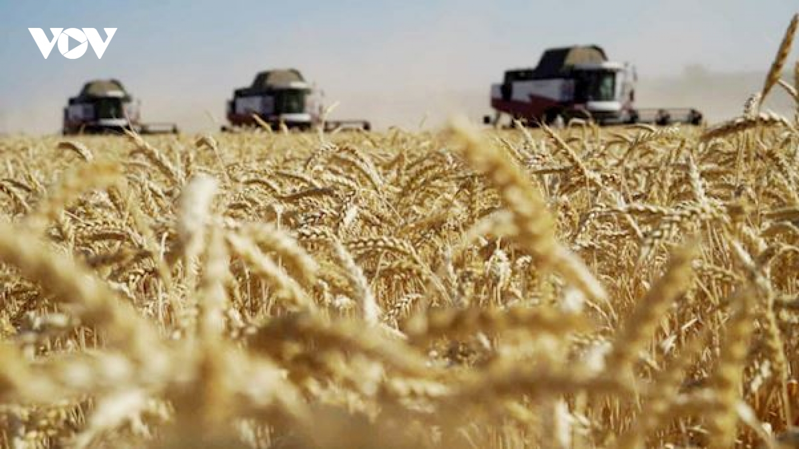 Ukraine ra điều kiện rút đơn khiếu nại Ba Lan, Slovakia và Hungary