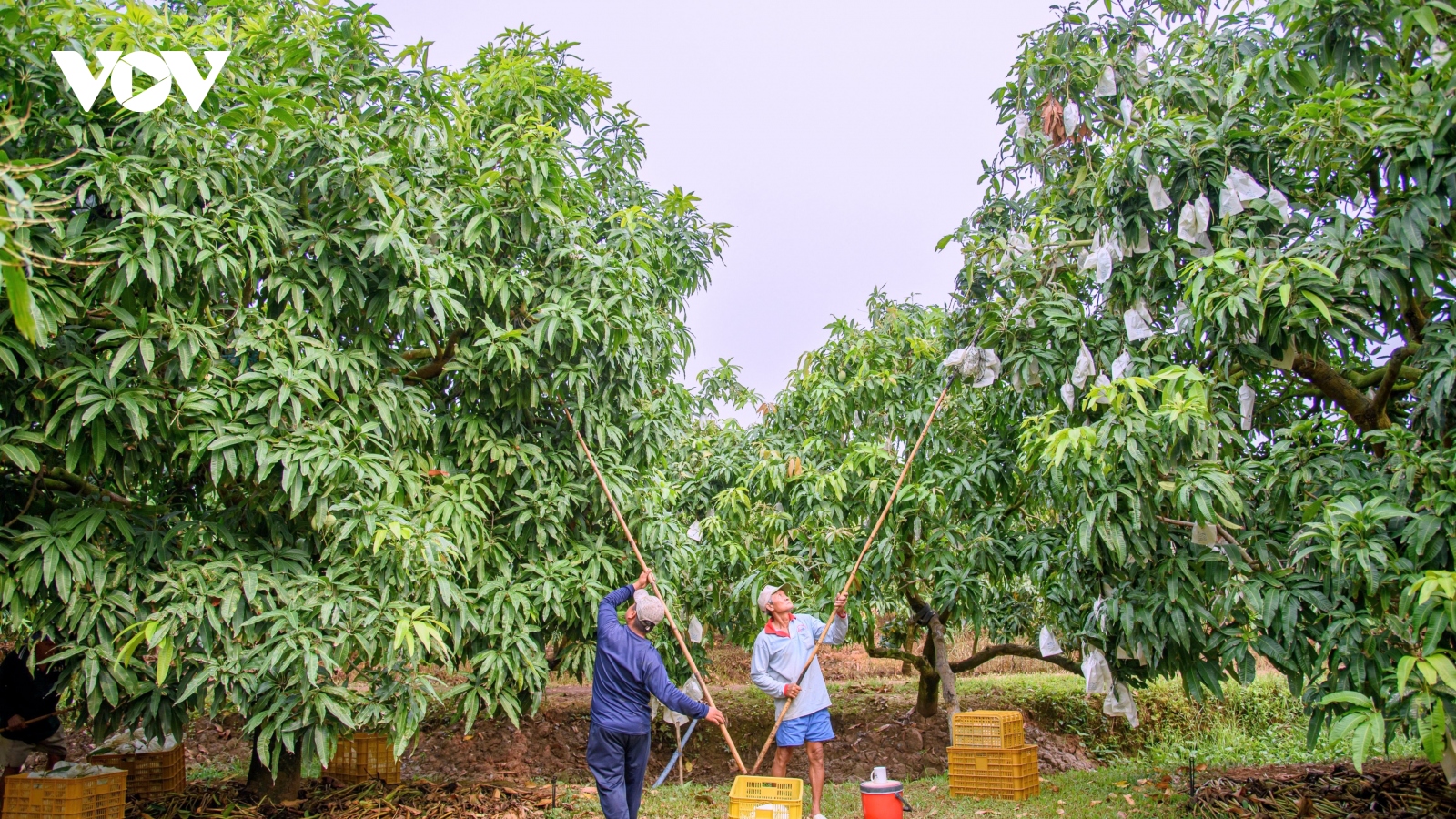 Mắt xích then chốt của kinh tế nông nghiệp hiện đại