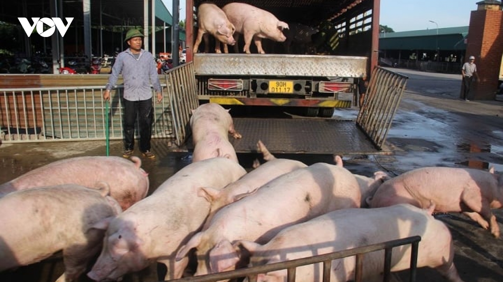 Người chăn nuôi ngại tái đàn, liệu cuối năm có thiếu thịt lợn?