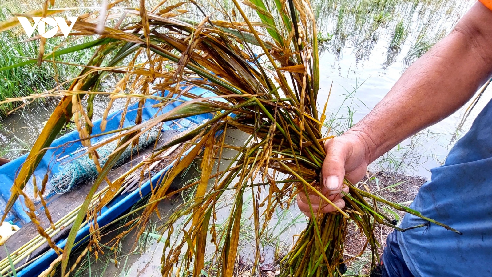 Mưa lớn tại Cà Mau làm thiệt hại nhiều diện tích lúa hè thu