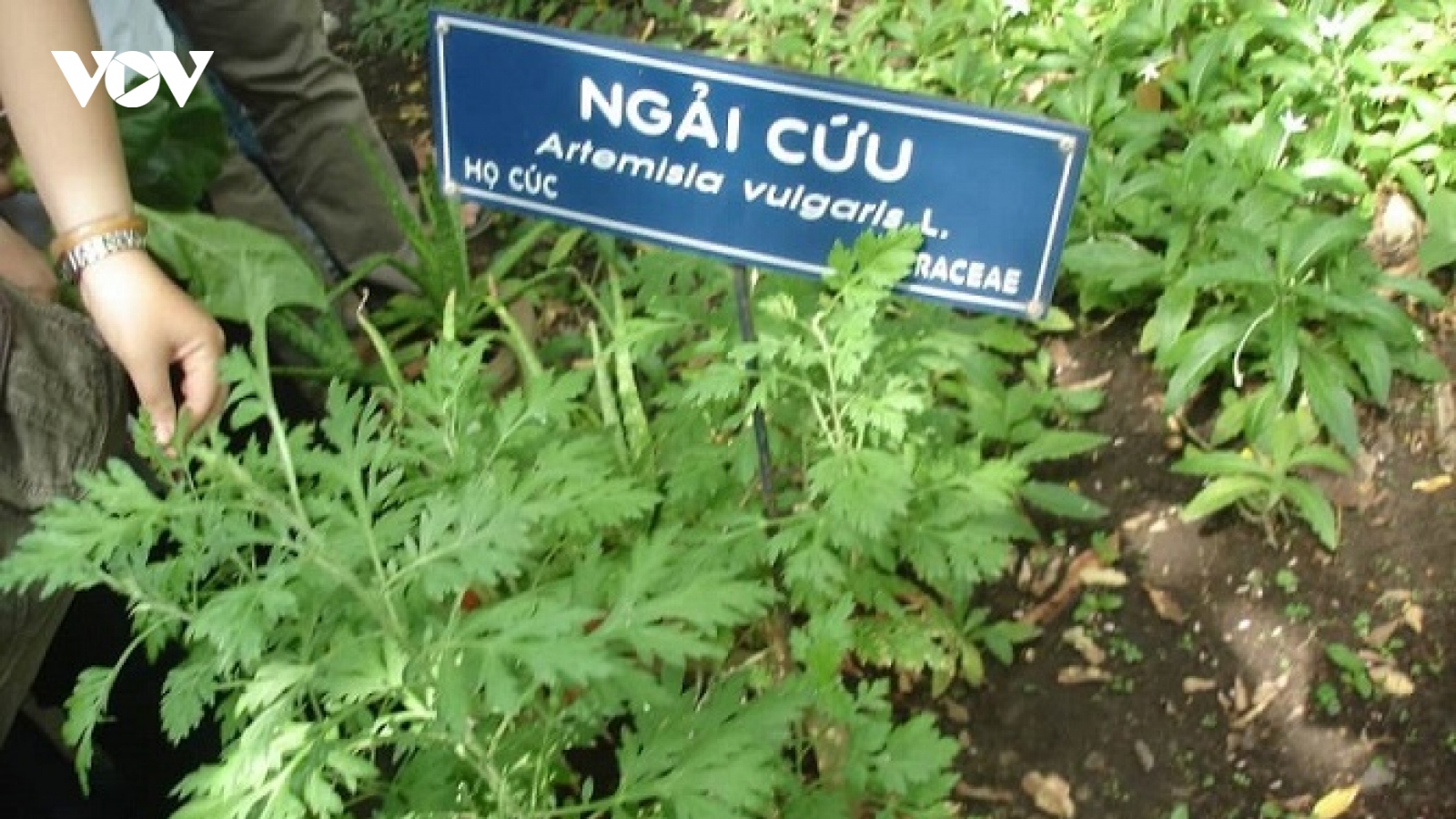 4 bài thuốc đơn giản với lá ngải cứu để chữa đau đầu