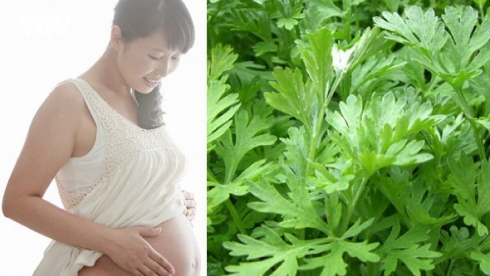 Ngải cứu chữa được bệnh gì?
