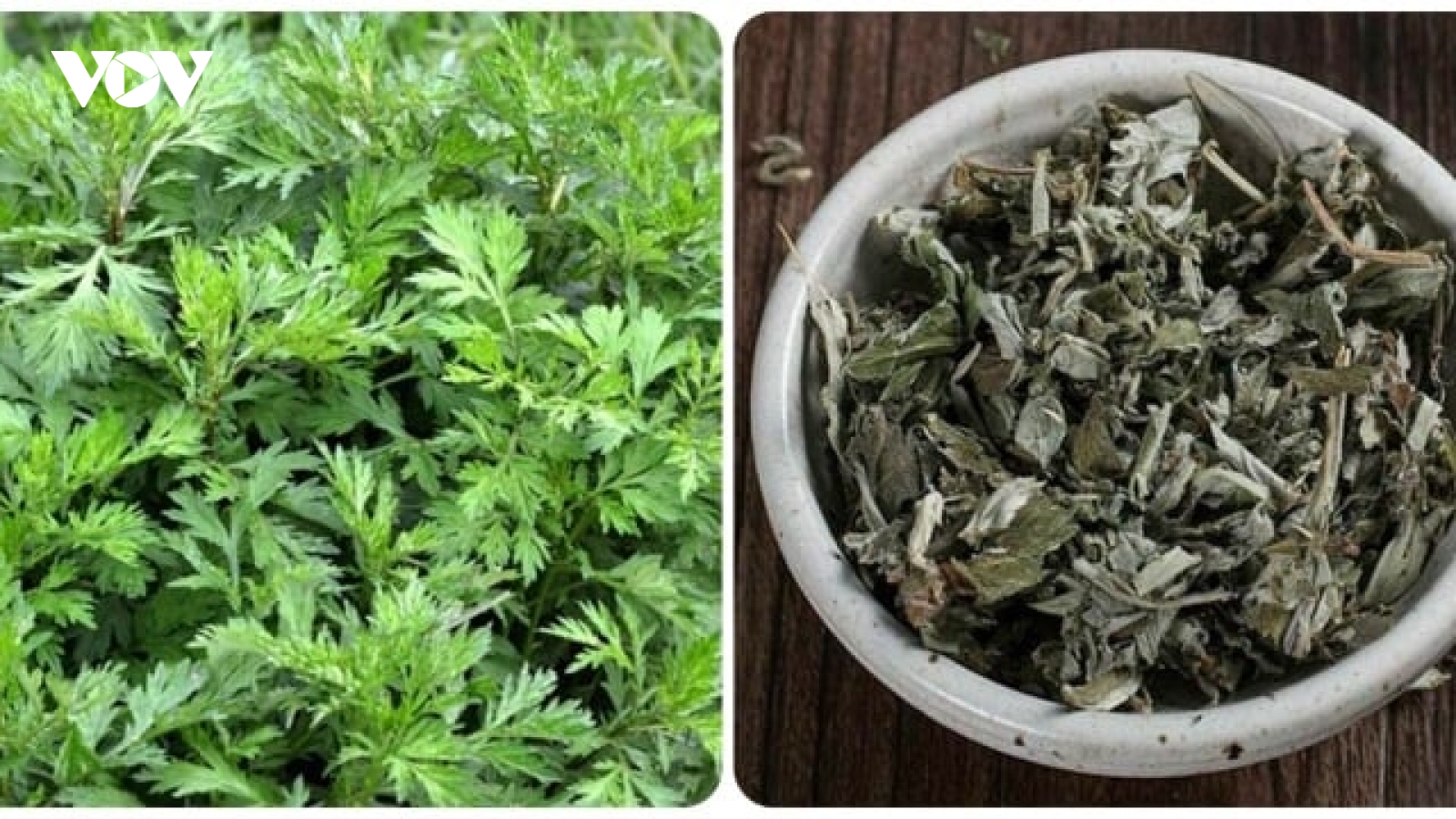 Lá ngải cứu khô có tác dụng gì?