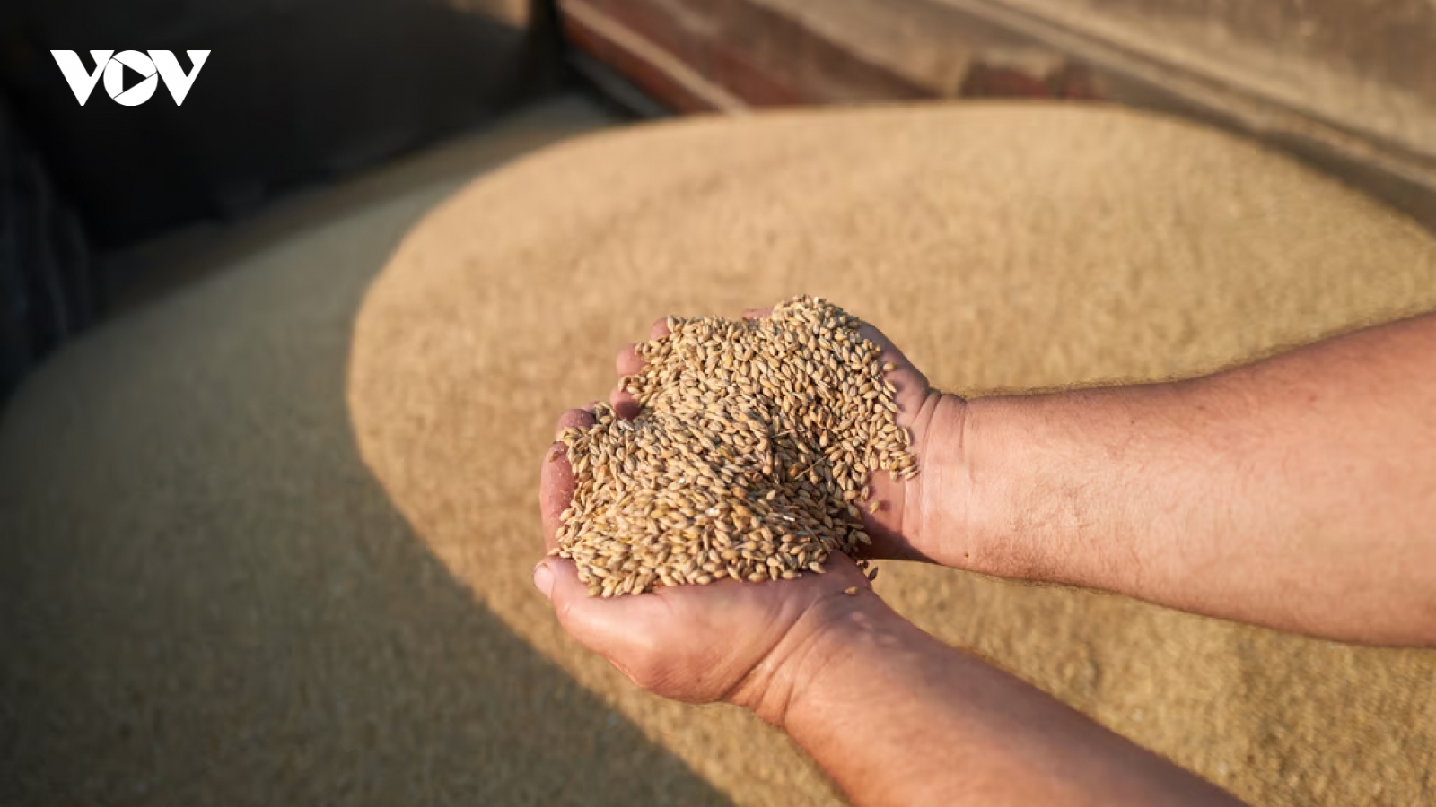 EU chia rẽ vì lệnh cấm ngũ cốc Ukraine