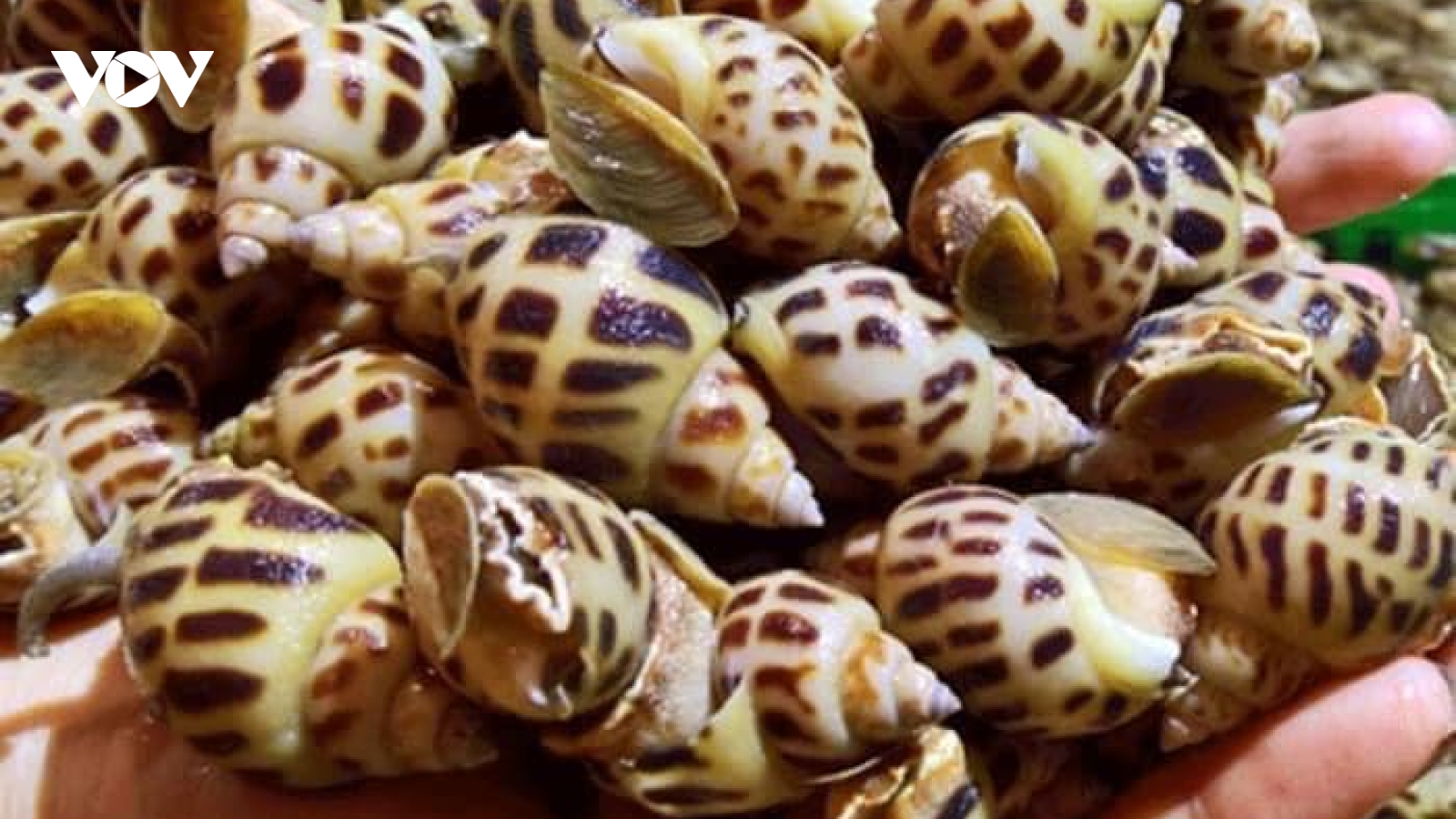 Thực hư “giải cứu” ốc hương với giá siêu rẻ