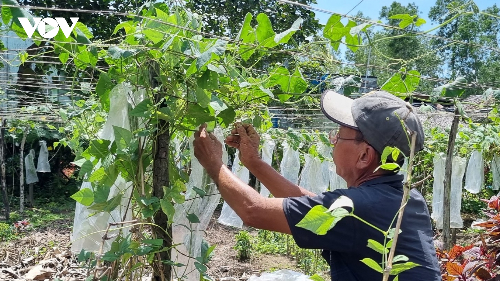 Trồng màu trên đất nhiễm mặn để tăng thu nhập