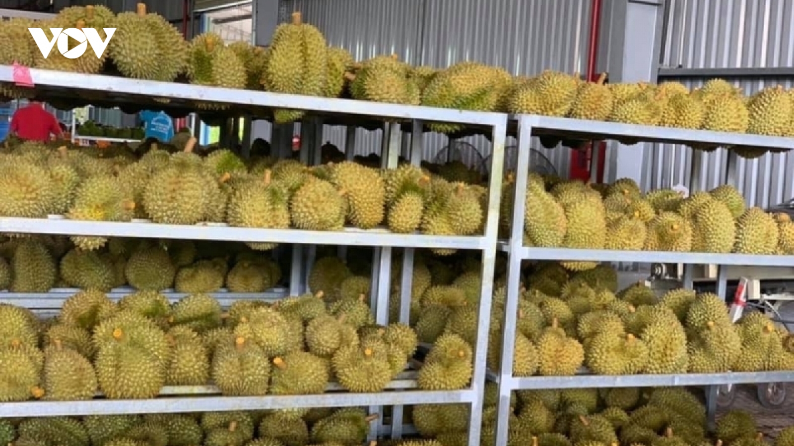 Fruit and vegetable exports to China enjoy triple-digit growth