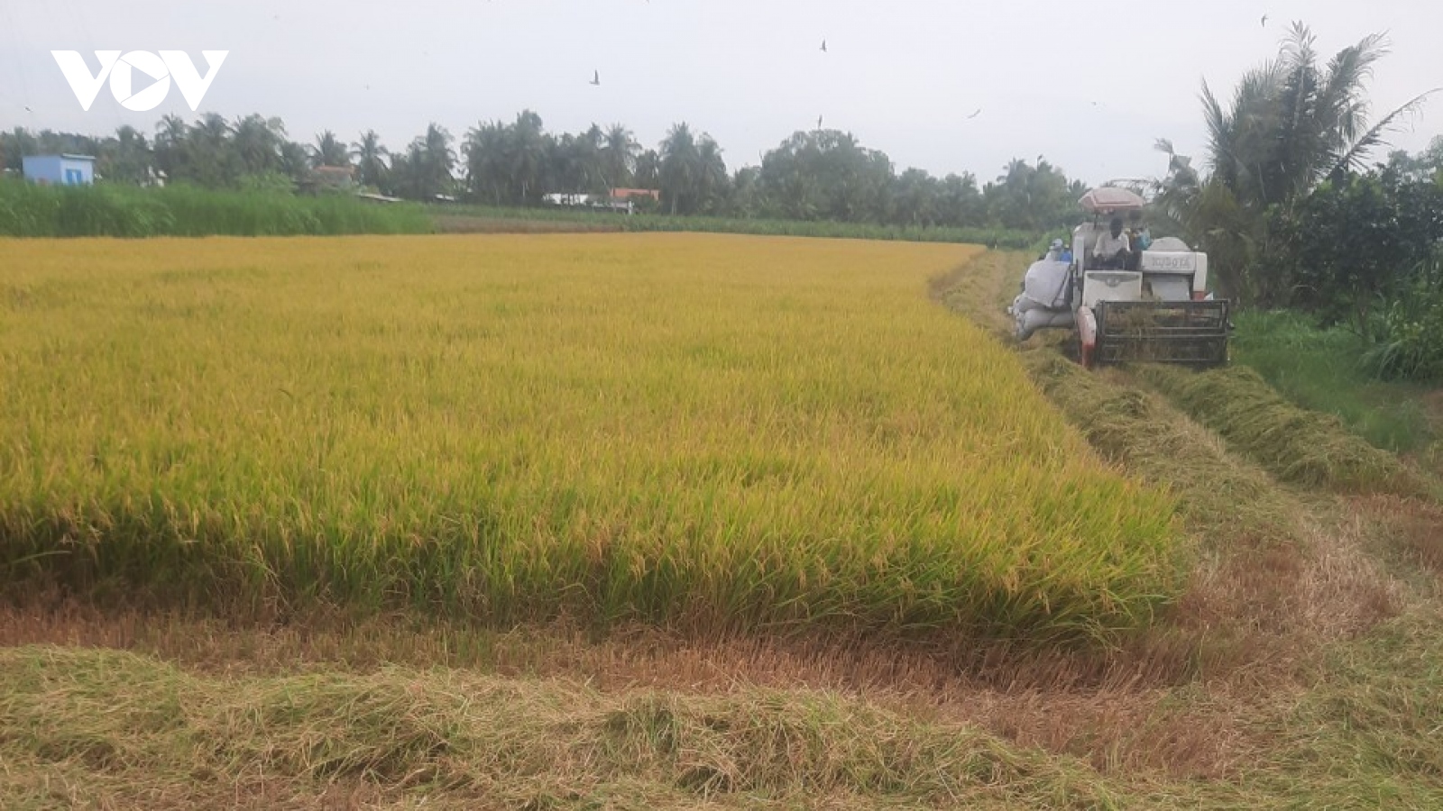 Nông dân Tiền Giang thu hoạch lúa Hè thu chính vụ lãi cao
