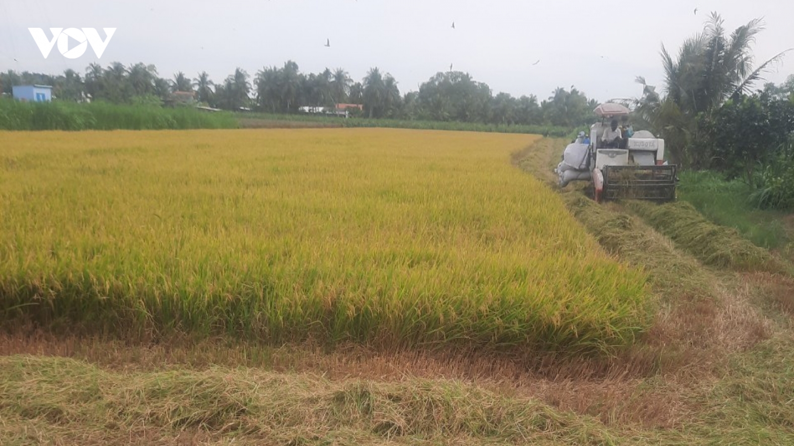 Nông dân Tiền Giang thu hoạch lúa Hè thu chính vụ lãi cao