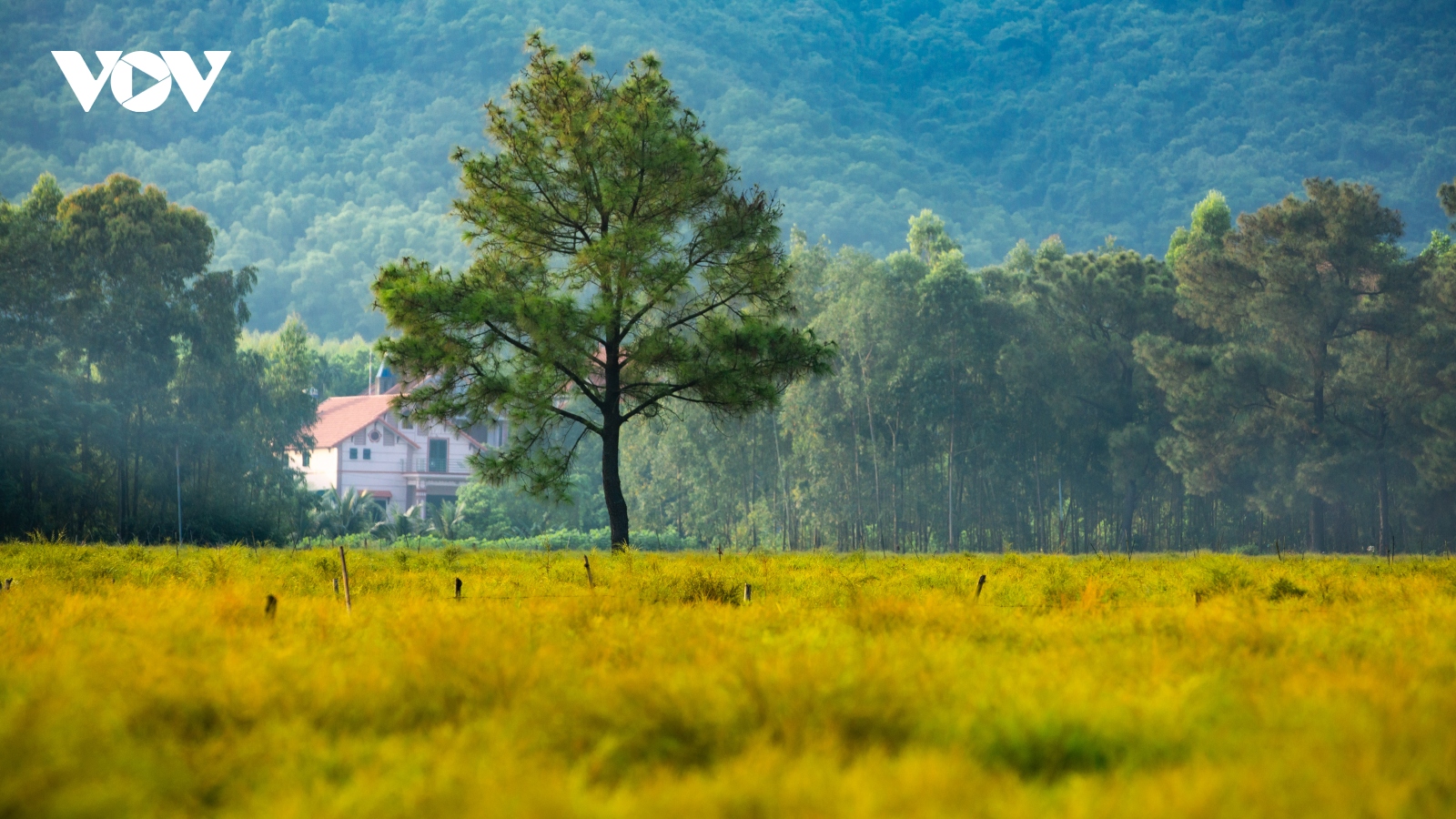 Check-in cánh đồng rễ đẹp mơ màng ở Chí Linh, Hải Dương