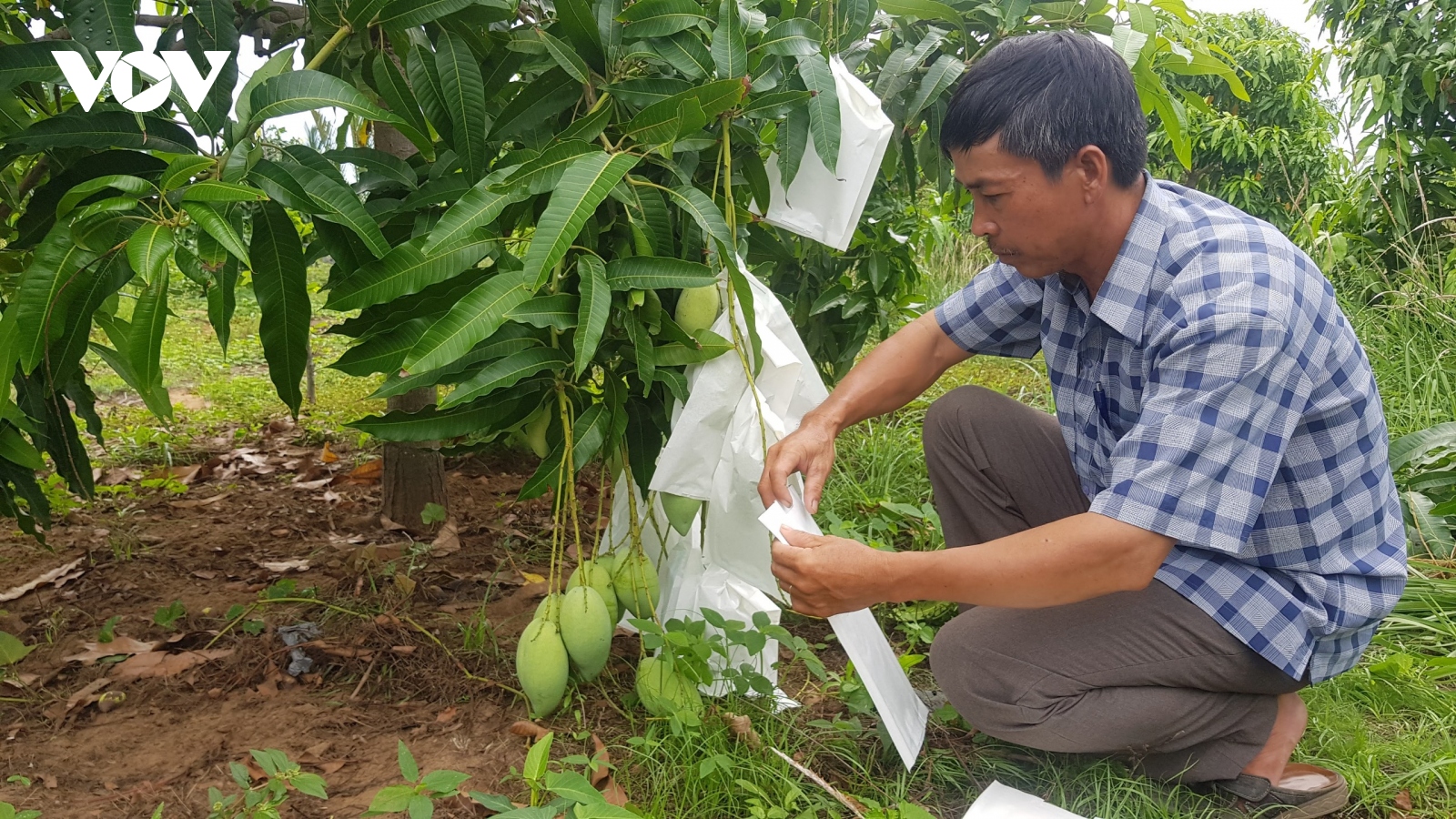 Xây dựng thương hiệu nông đặc sản Cần Giờ từ sự khác biệt