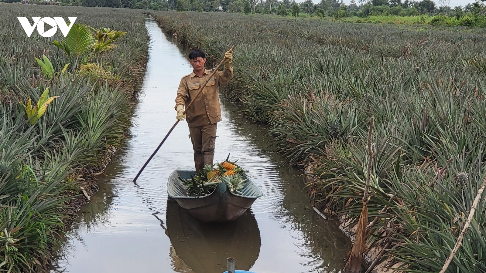 Giá dứa ở Hậu Giang tăng mạnh, thương lái vào tận rẫy thu mua