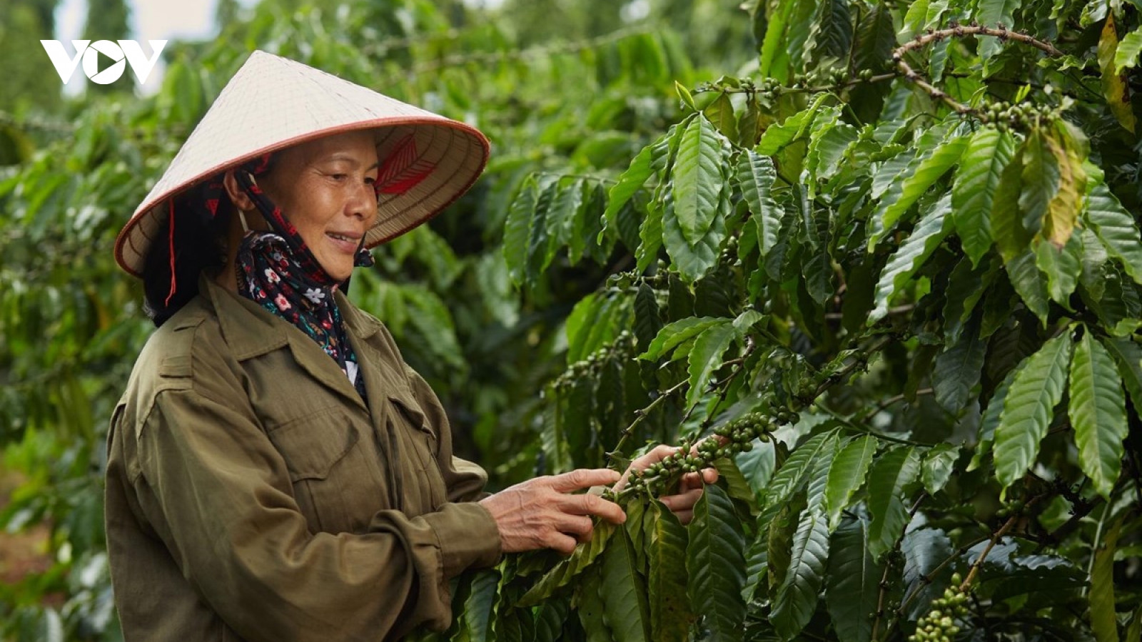Nâng cao tính bền vững của cây cà phê và hồ tiêu ở Tây Nguyên