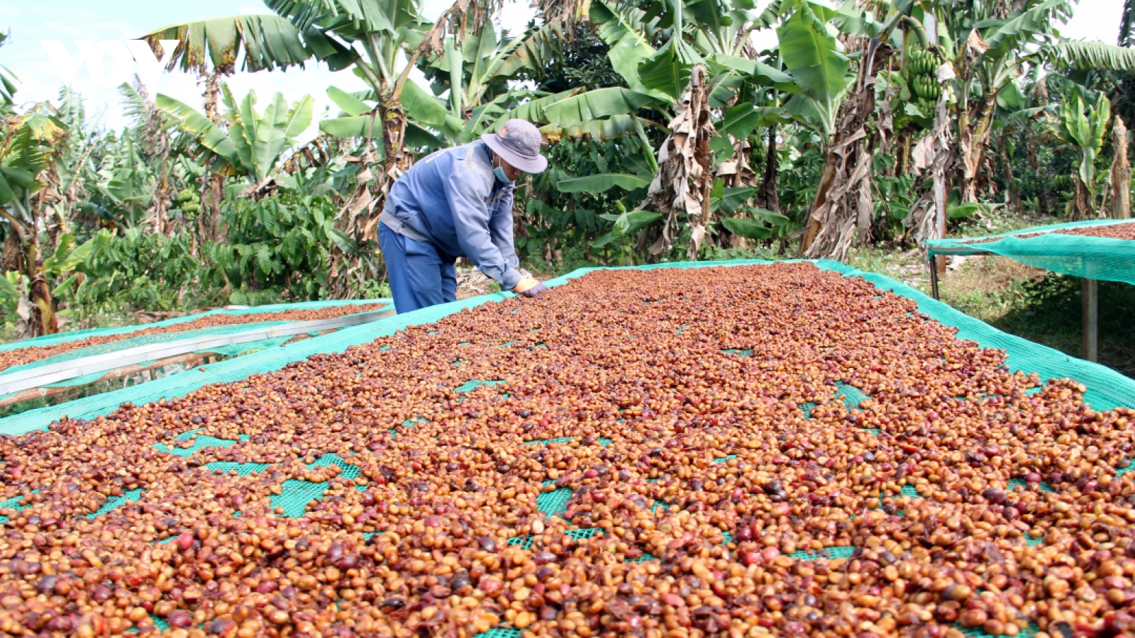 Giá cà phê hôm nay 9/9: Giá cà phê Arabica tiếp tục giảm