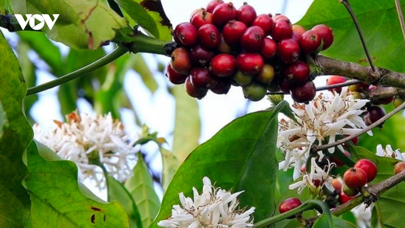 Giá cà phê hôm nay 2/10: Cà phê Robusta, Arabica đồng loạt giảm