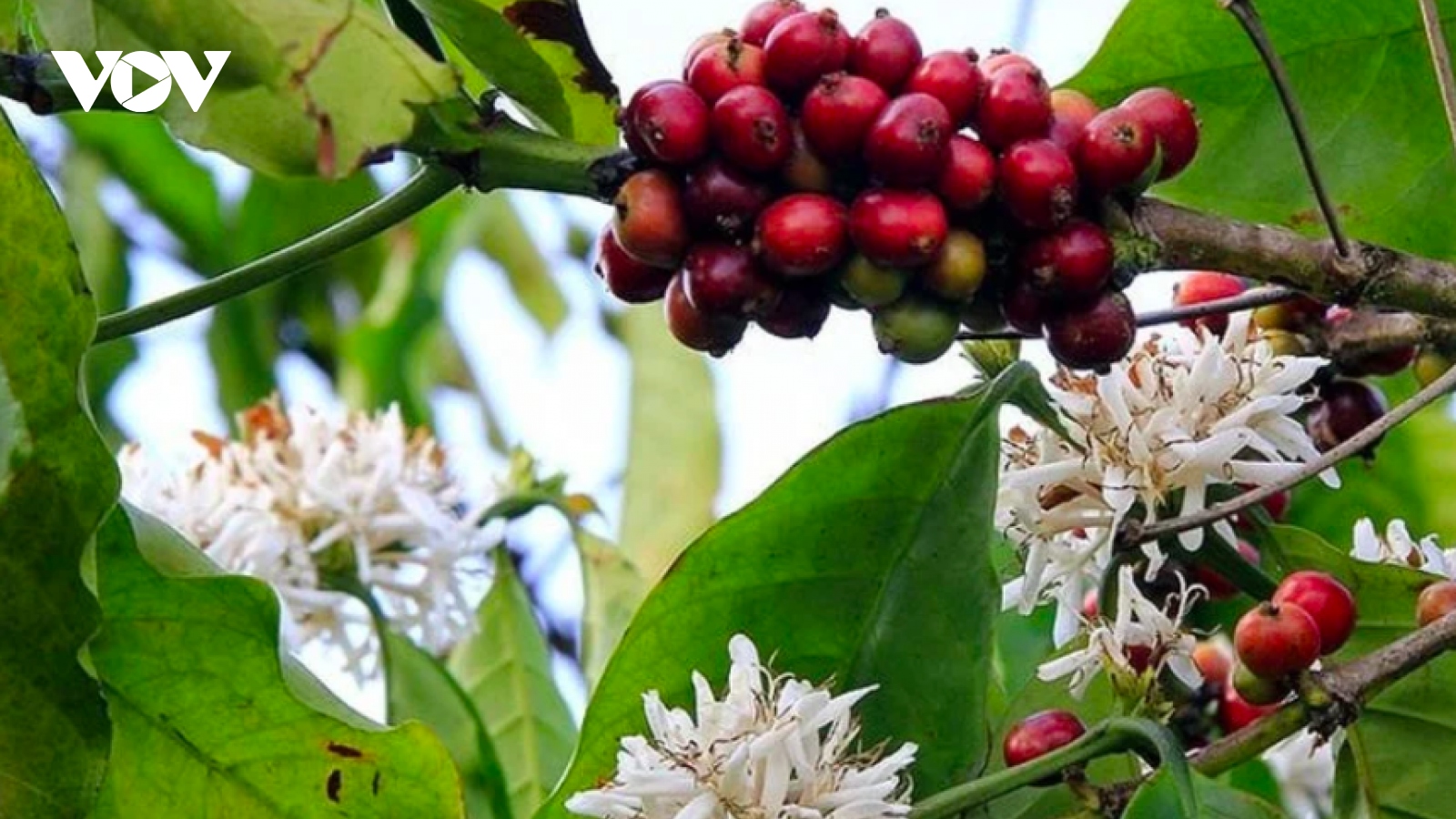 Giá cà phê hôm nay 2/10: Cà phê Robusta, Arabica đồng loạt giảm