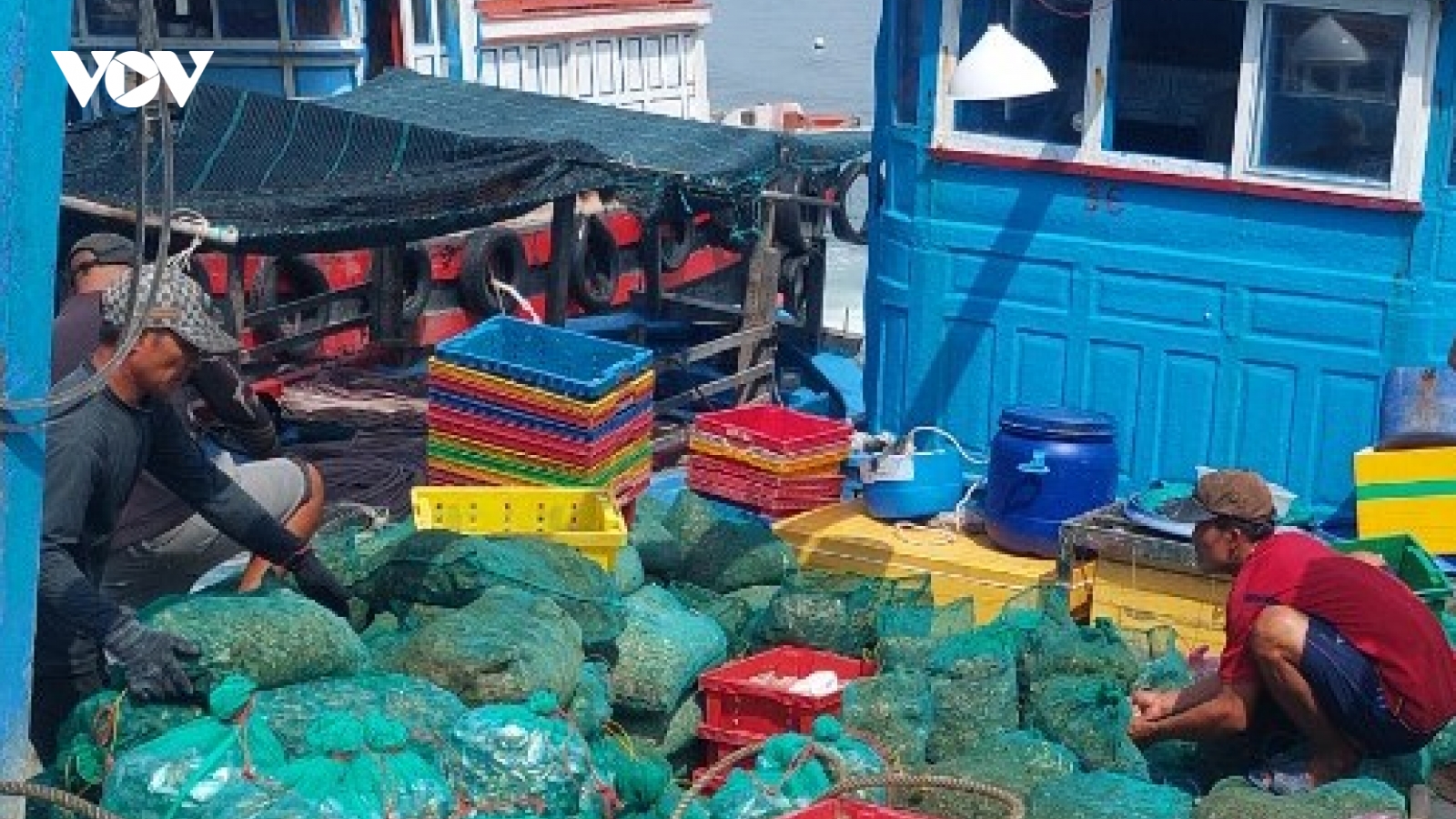 Tôm hùm, hàu chết bất thường chỉ trong thời gian ngắn ở Khánh Hòa