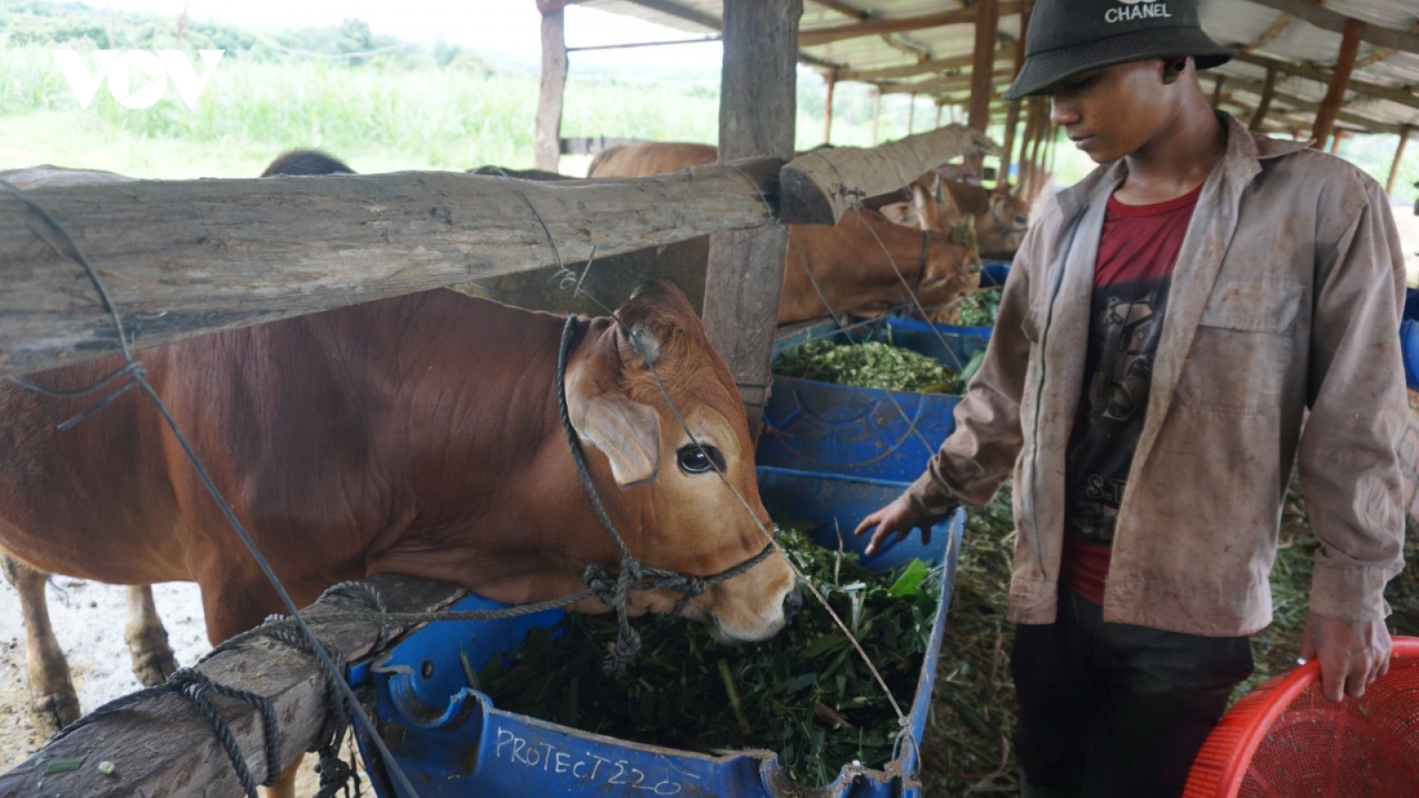 Biên giới Ia Puch khởi sắc