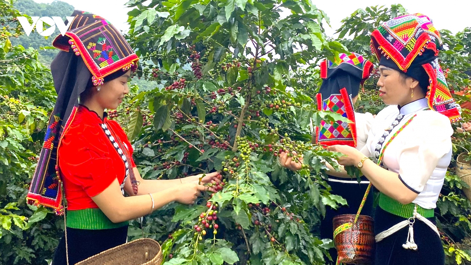 Giá cà phê hôm nay 20/1: Giá cà phê Robusta và Arabica đồng loạt tăng mạnh