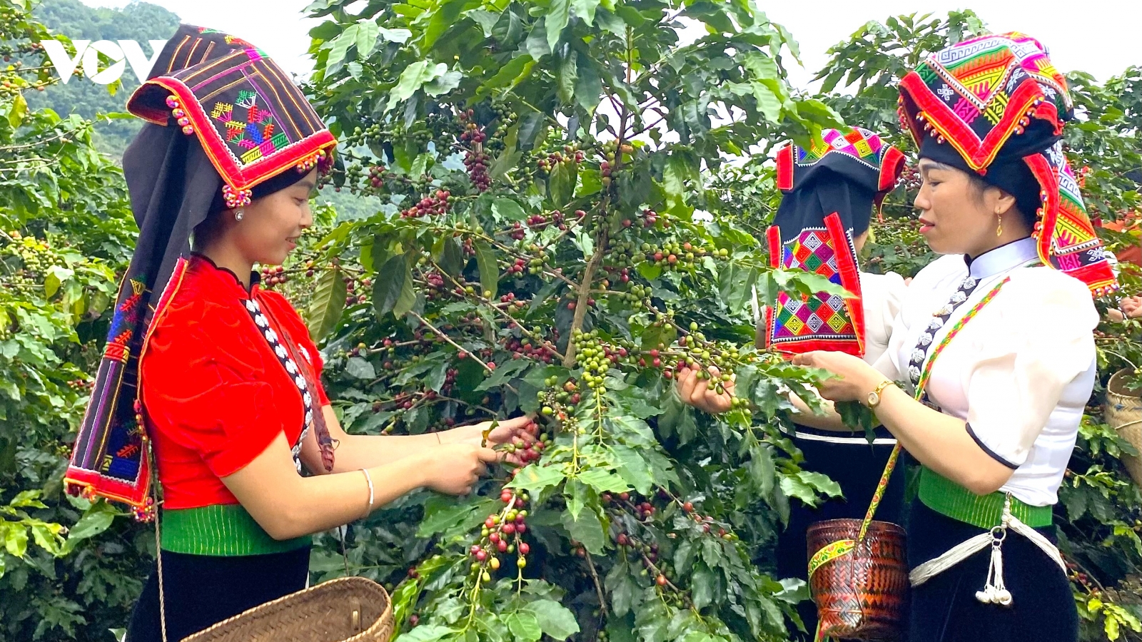 Giá cà phê hôm nay 8/11: Cà phê trong nước giảm về 57.200 đồng/kg