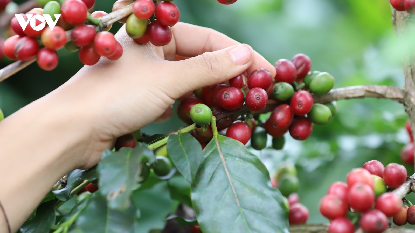 Giá cà phê hôm nay 5/5: Giá cà phê trong nước đạt mức 129.900 đồng/kg