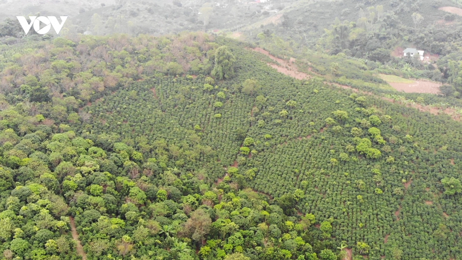 Giá cà phê hôm nay 1/11: Giá cà phê Robusta, Arabica đồng loạt tăng