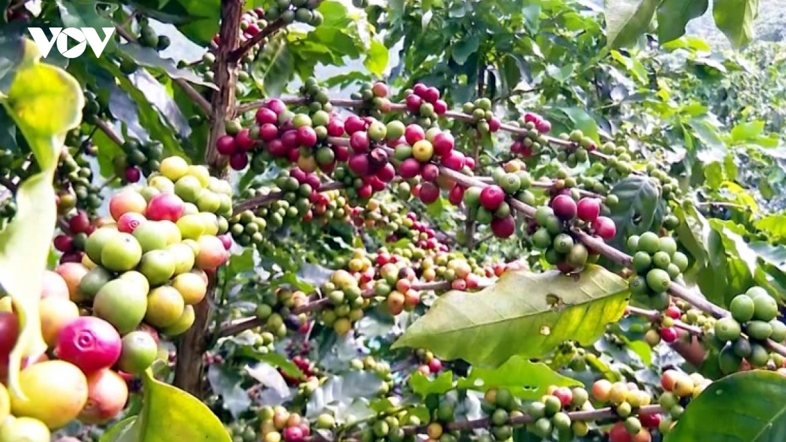 Giá cà phê hôm nay 11/10: Cà phê trong nước tiếp tục giảm