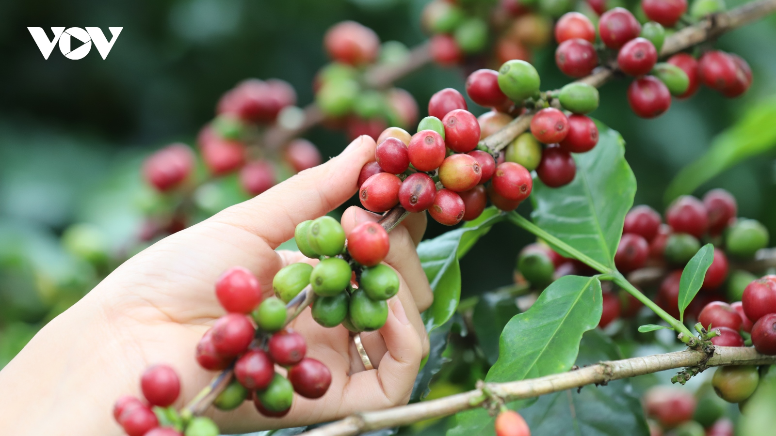 Giá cà phê hôm nay 21/1: Cà phê được thu mua mức cao kỷ lục 72.400 đồng/kg