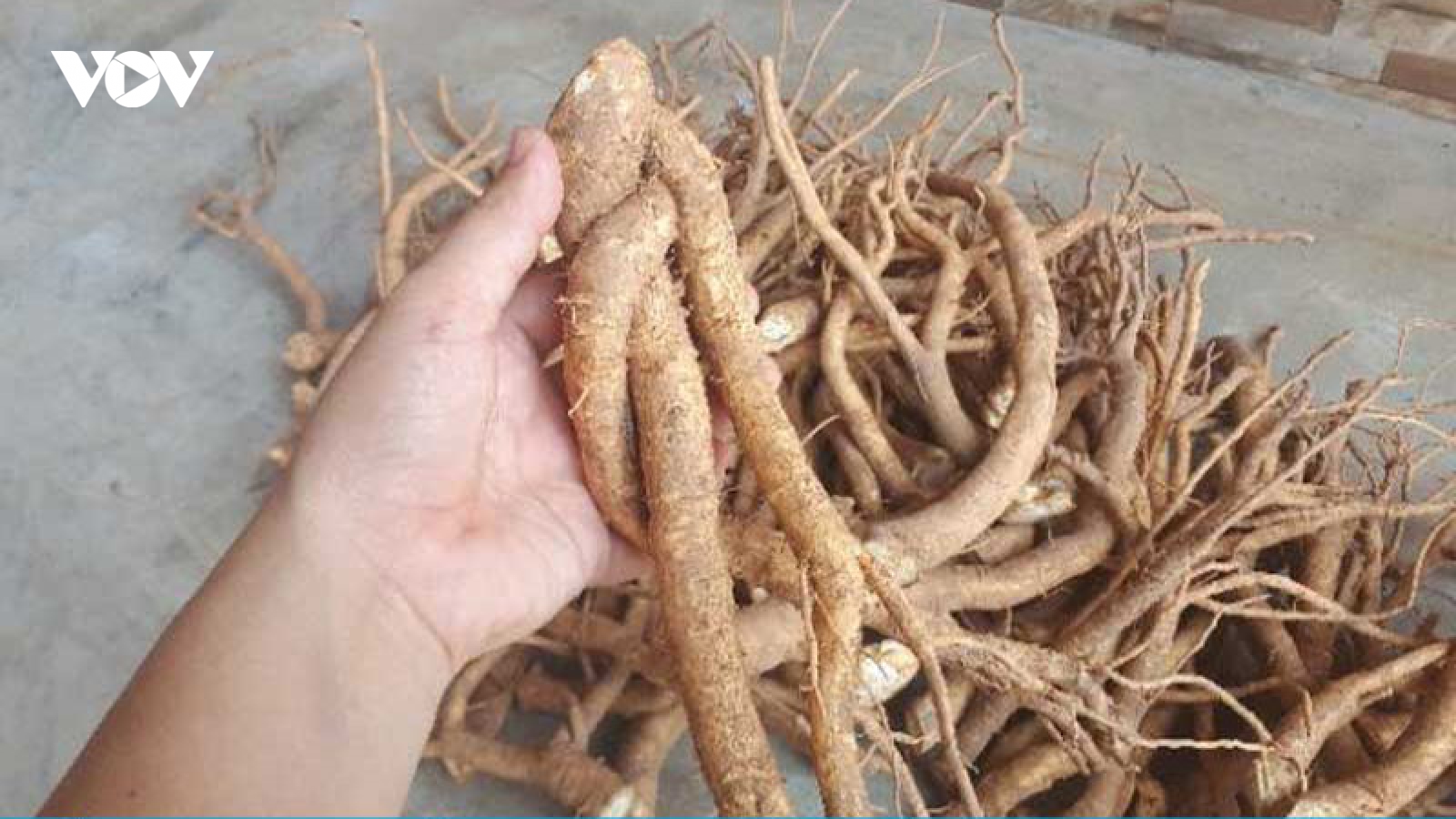 Nên ngâm củ đinh lăng tươi hay khô?
