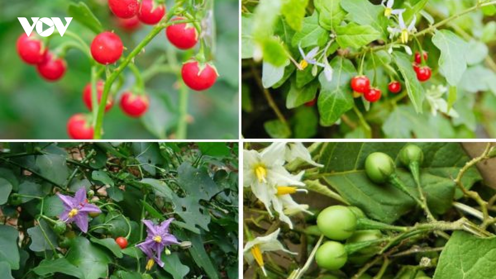 Công dụng chữa bệnh bất ngờ của cây cà gai leo