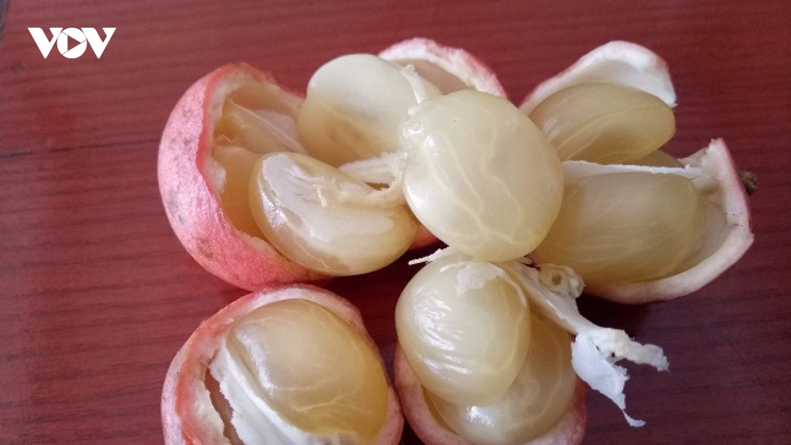 “Săn” quả rừng ăn tươi, nấu canh chua hay làm siro đều lạ miệng