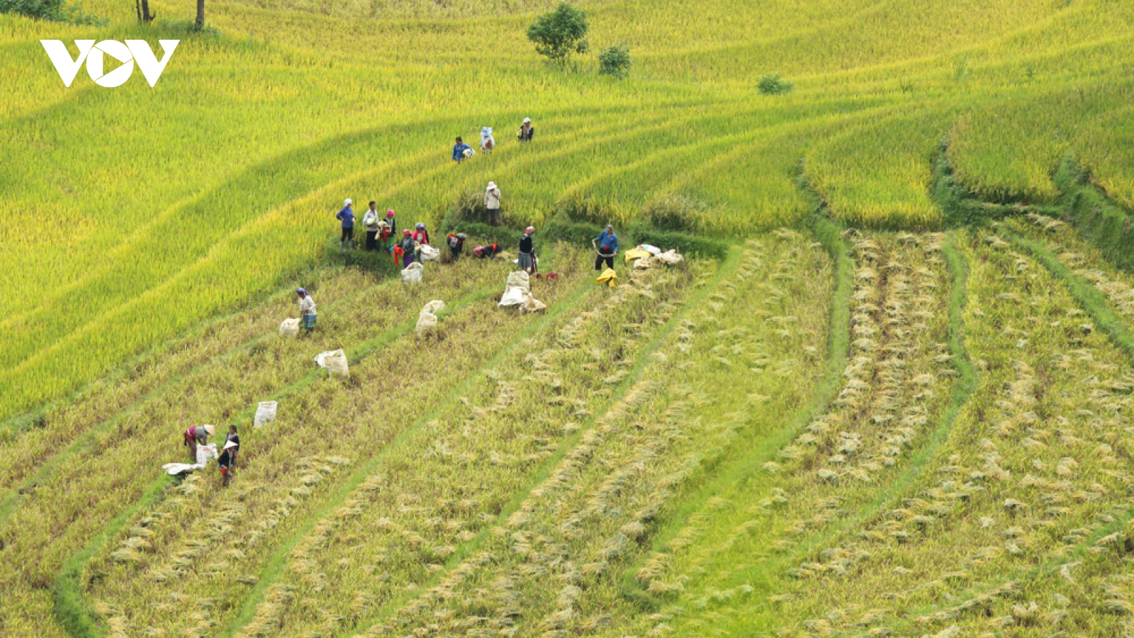 Tăng cường hỗ trợ, thúc đẩy phát triển lúa hàng hóa ở Lai Châu