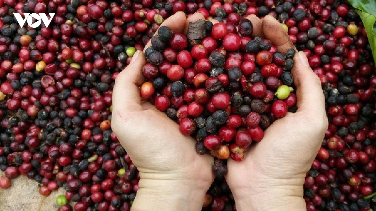 Giá cà phê hôm nay 13/10: Trong nước tăng 100 đồng/kg