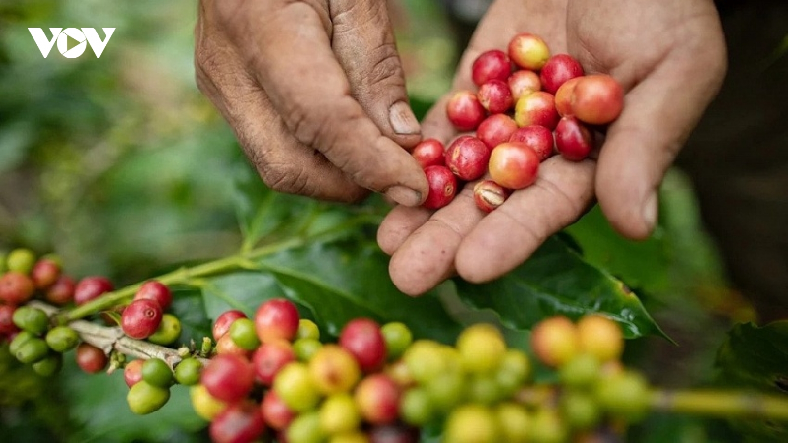Giá cà phê hôm nay 15/10: Giá cà phê Robusta và Arabica tiếp tục tăng