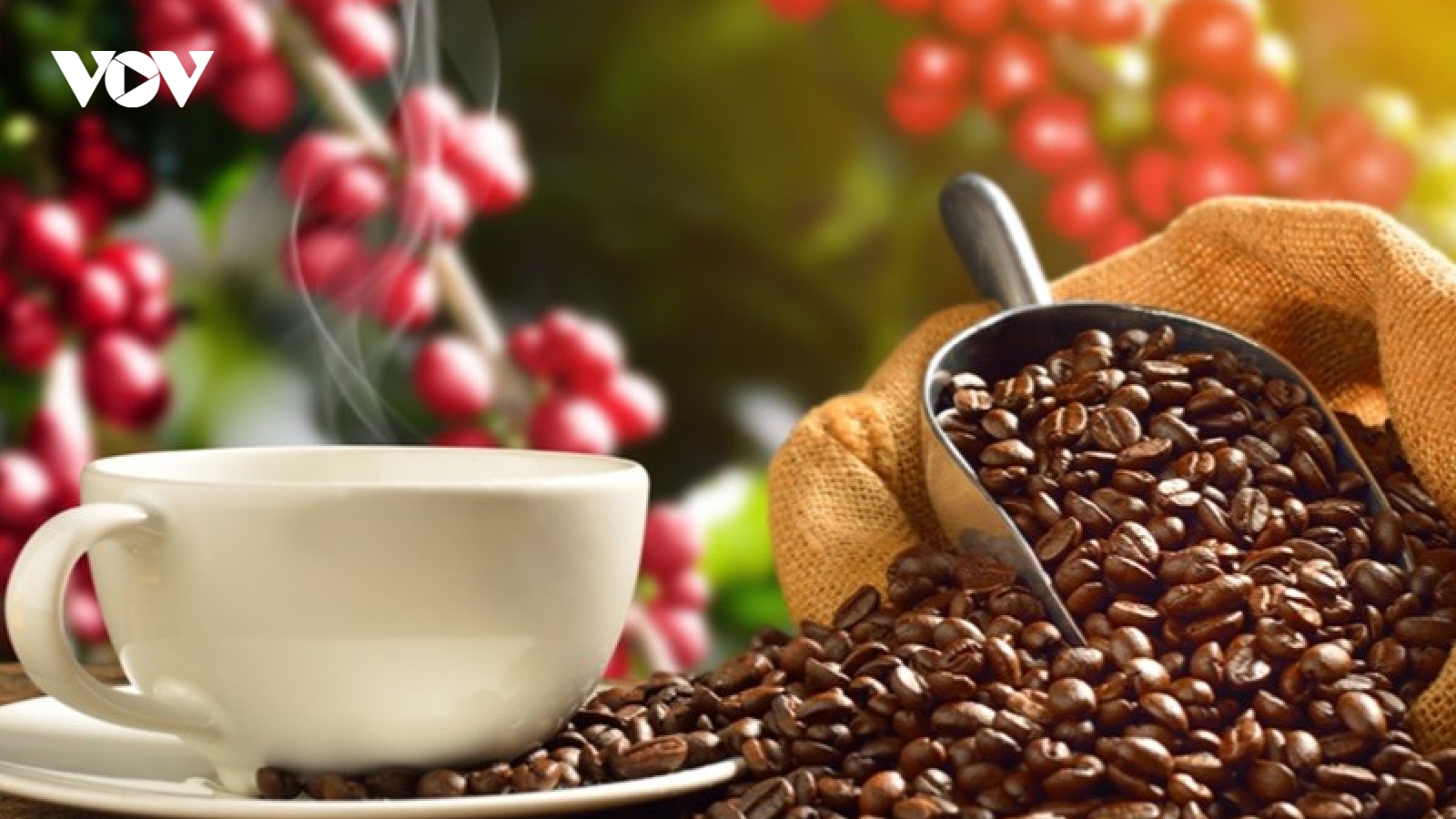 Giá cà phê hôm nay 4/10: Trong nước giảm 1.000 đồng/kg