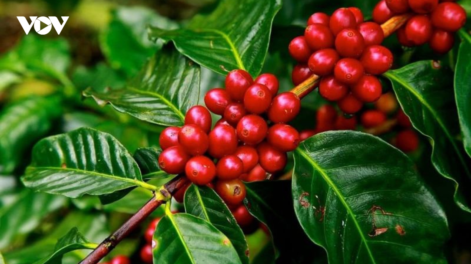Giá cà phê hôm nay 23/4: Cà phê trong nước tăng 3.500 đồng/kg